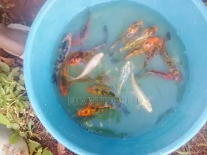 Ornamental Fish Available