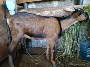 Milk Goats