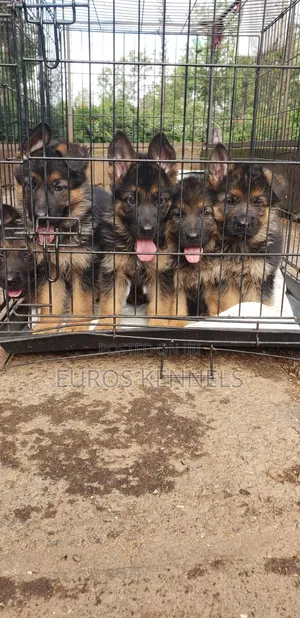 1-3 months Male Purebred German Shepherd
