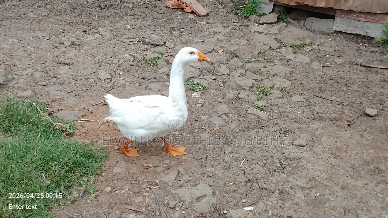 Chinese Goose