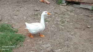 Chinese Goose