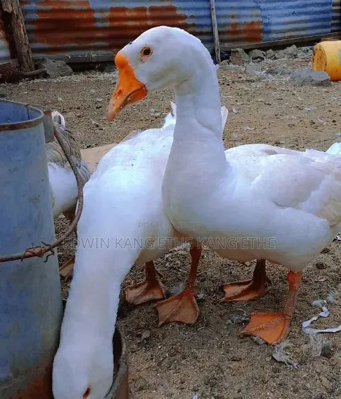 Chinese Goose