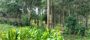 2.5 Aacre Land for Sale