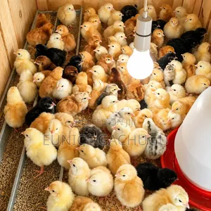 Pure Kienyeji Chicks