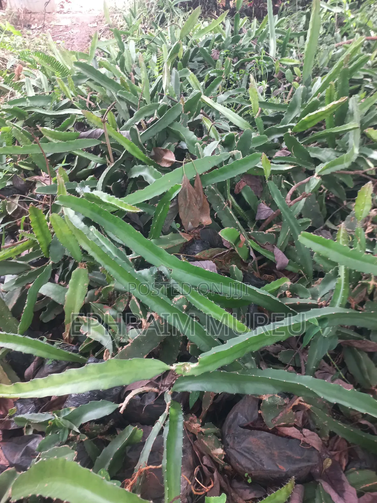 Dragon Fruit Seedlings (Red)