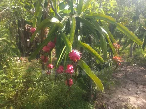Dragon Fruit Seedlings (Red)