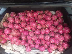 Dragon Fruit Seedlings (Red)
