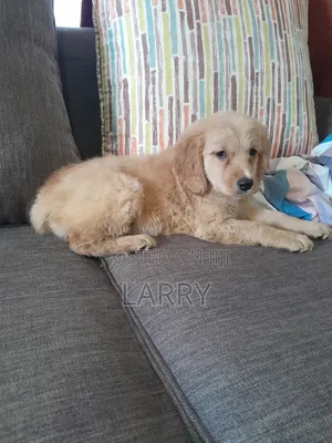1-3 months Female Purebred Golden Retriever