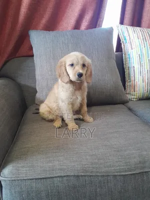 1-3 months Female Purebred Cockapoo