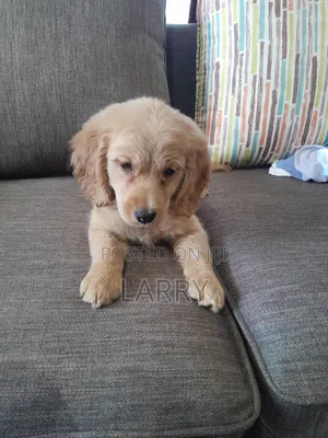 1-3 months Female Purebred Golden Retriever