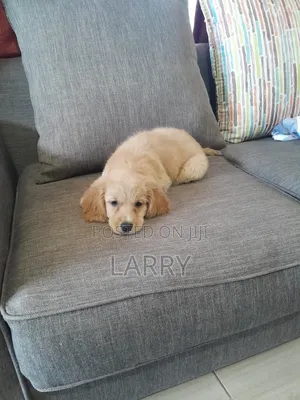 1-3 months Female Purebred Golden Retriever