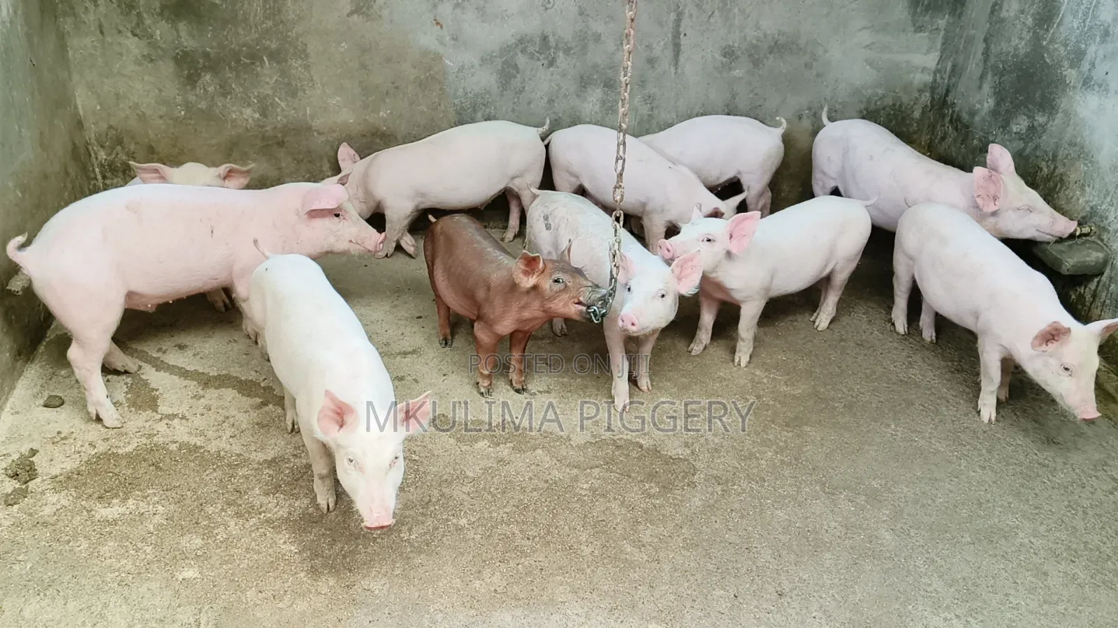 Agriculture