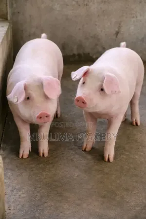 Piglets and Pregnant Pigs