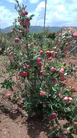 Grafted Apple Seedlings