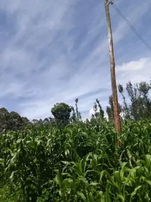 1acre Kamahuha 2km From Tarmac