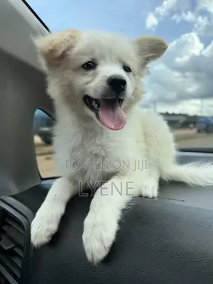 1-3 months Female Purebred Japanese Spitz