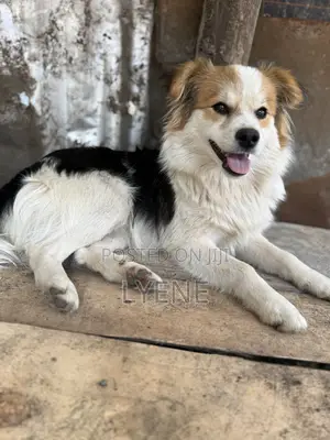 6-12 months Male Purebred Japanese Spitz