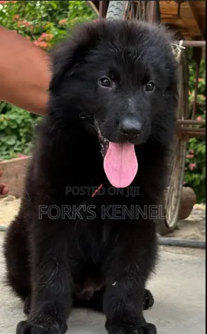 1-3 months Male Purebred German Shepherd