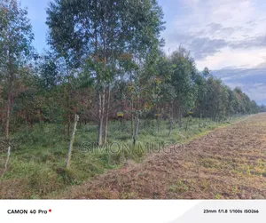 Nyahururu Mairu Ikumi Prime 5 Acres Fronting Main Tarmac Road