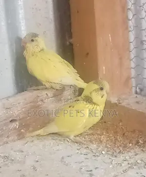 Yellow Parakeets
