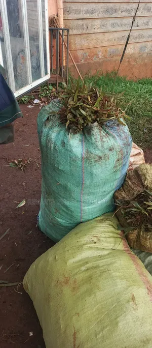 Pemba Grass Wholesale