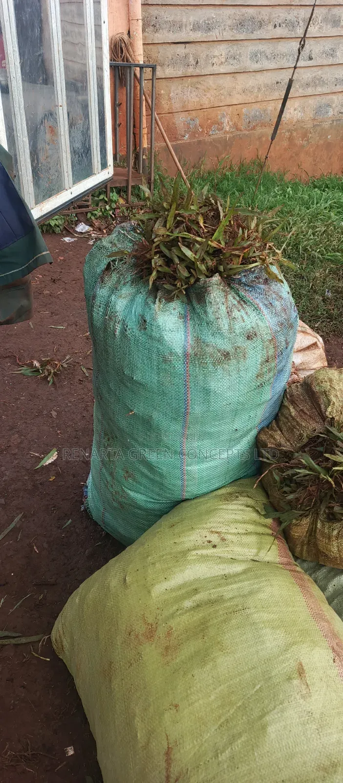 Pemba Grass Wholesale