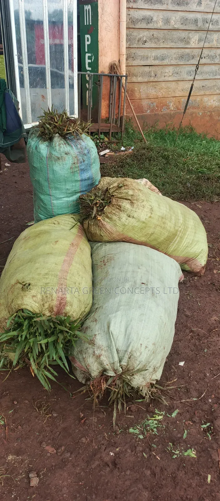 Pemba Grass Wholesale