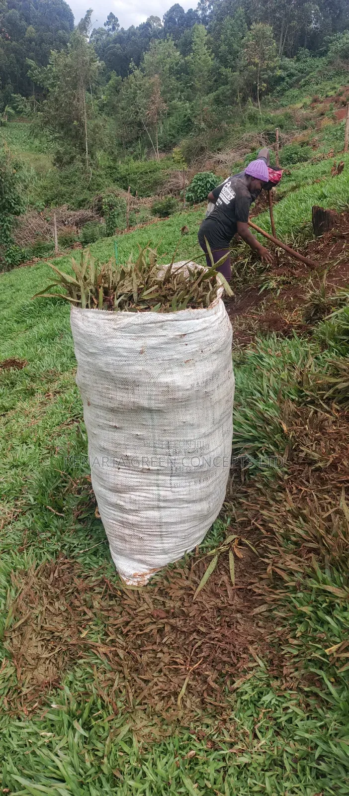 Pemba Grass Wholesale