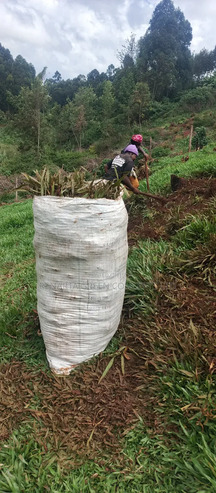 Pemba Grass Wholesale