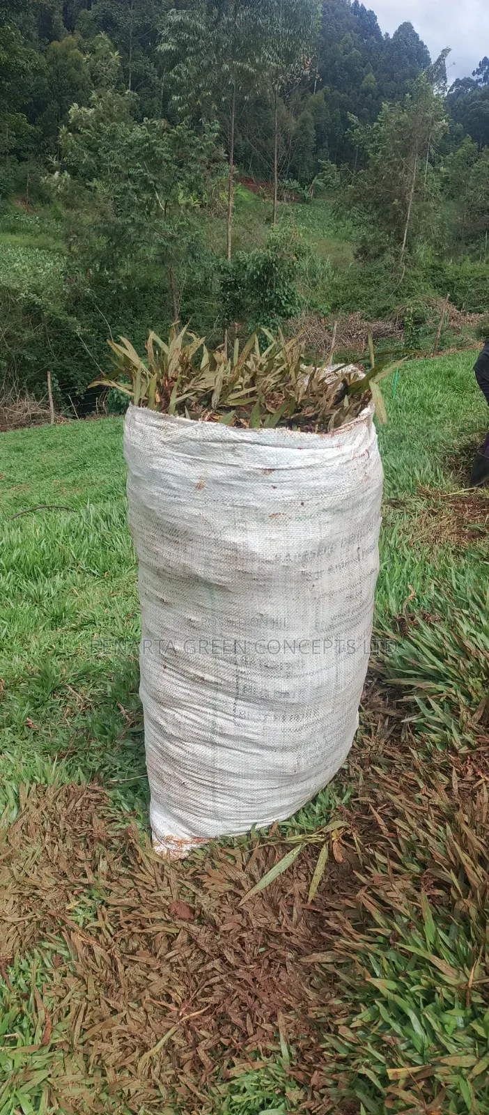 Pemba Grass Wholesale