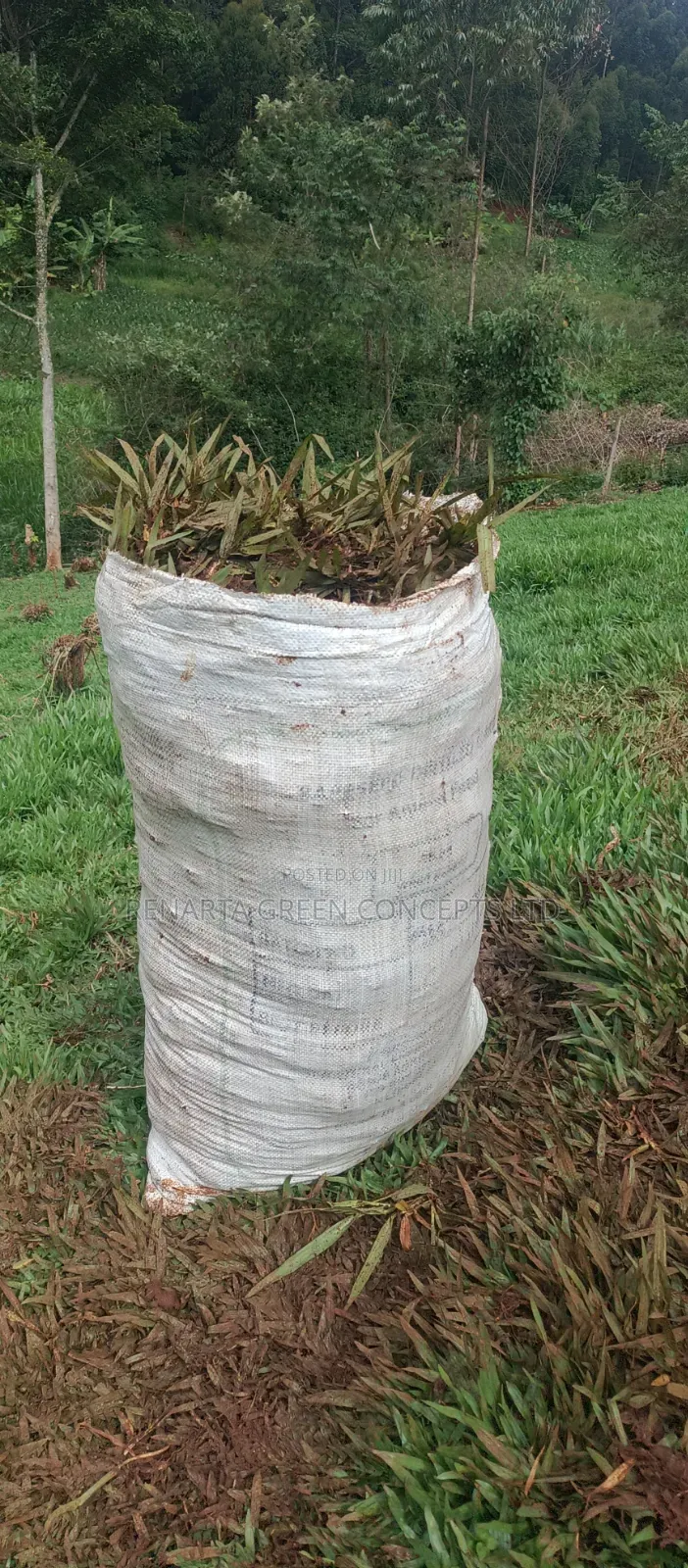 Pemba Grass Wholesale