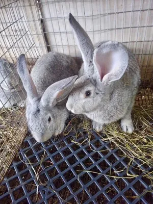 Dutch, Chinchilla