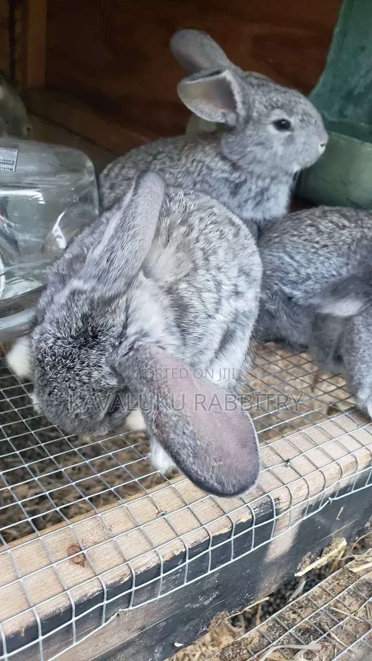 Dutch, Chinchilla