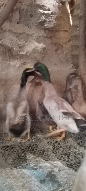 Ducks Rouen, Black Swedish Swedish