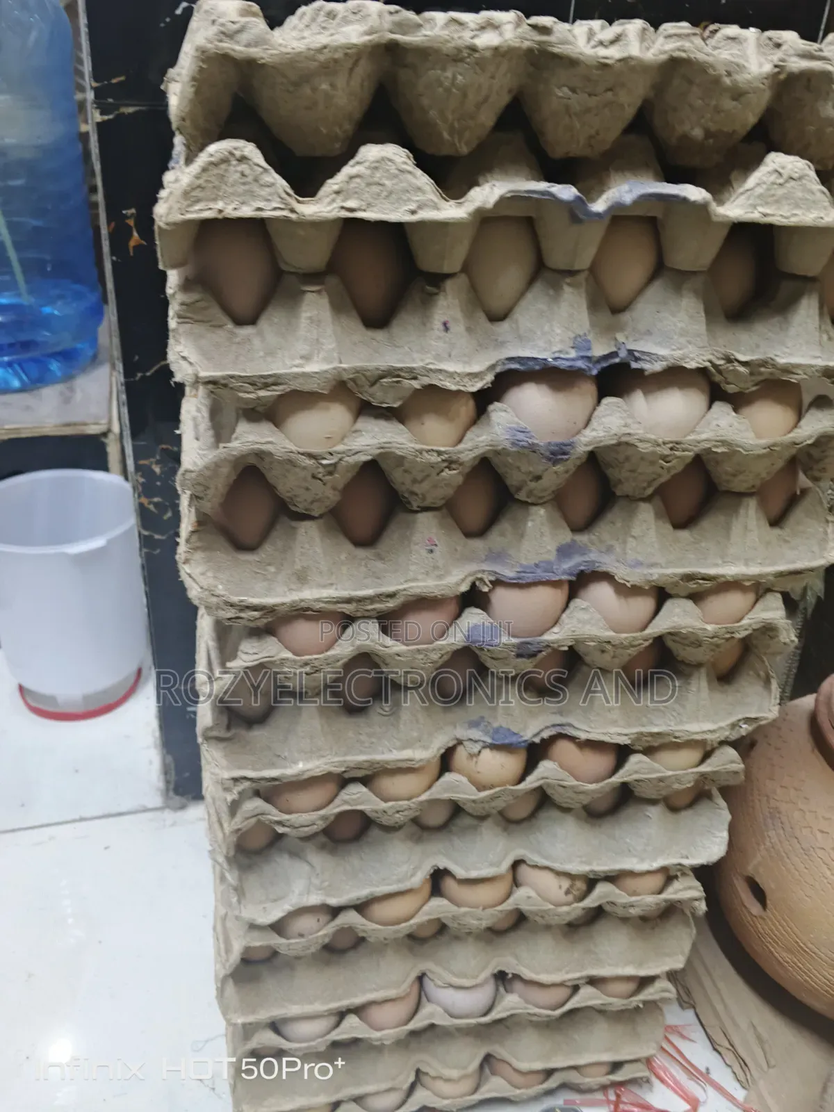 Chicken Fertilized Egg