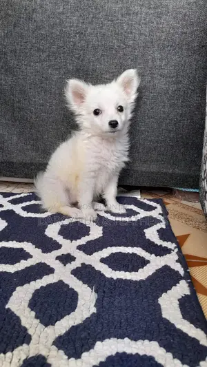 1-3 months Female Purebred Japanese Spitz