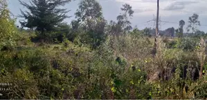 Land and Plot