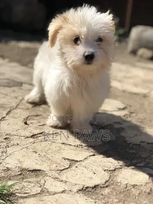 1-3 months Male Purebred Havanese