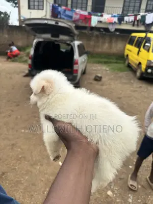 1-3 months Female Purebred Maltese