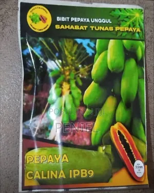 Certified Calina Papaya Ipb9 Seeds (10 Grams Packet)