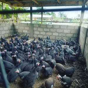 Guinea Fowl Fertilised Eggs.