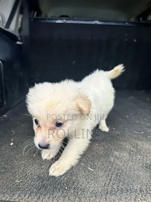 1-3 months Female Purebred Havanese