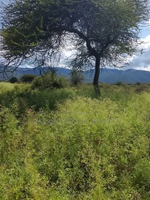 Secure Your Legacy: 5.25 Acres of Pure Serenity in Maili Tisa