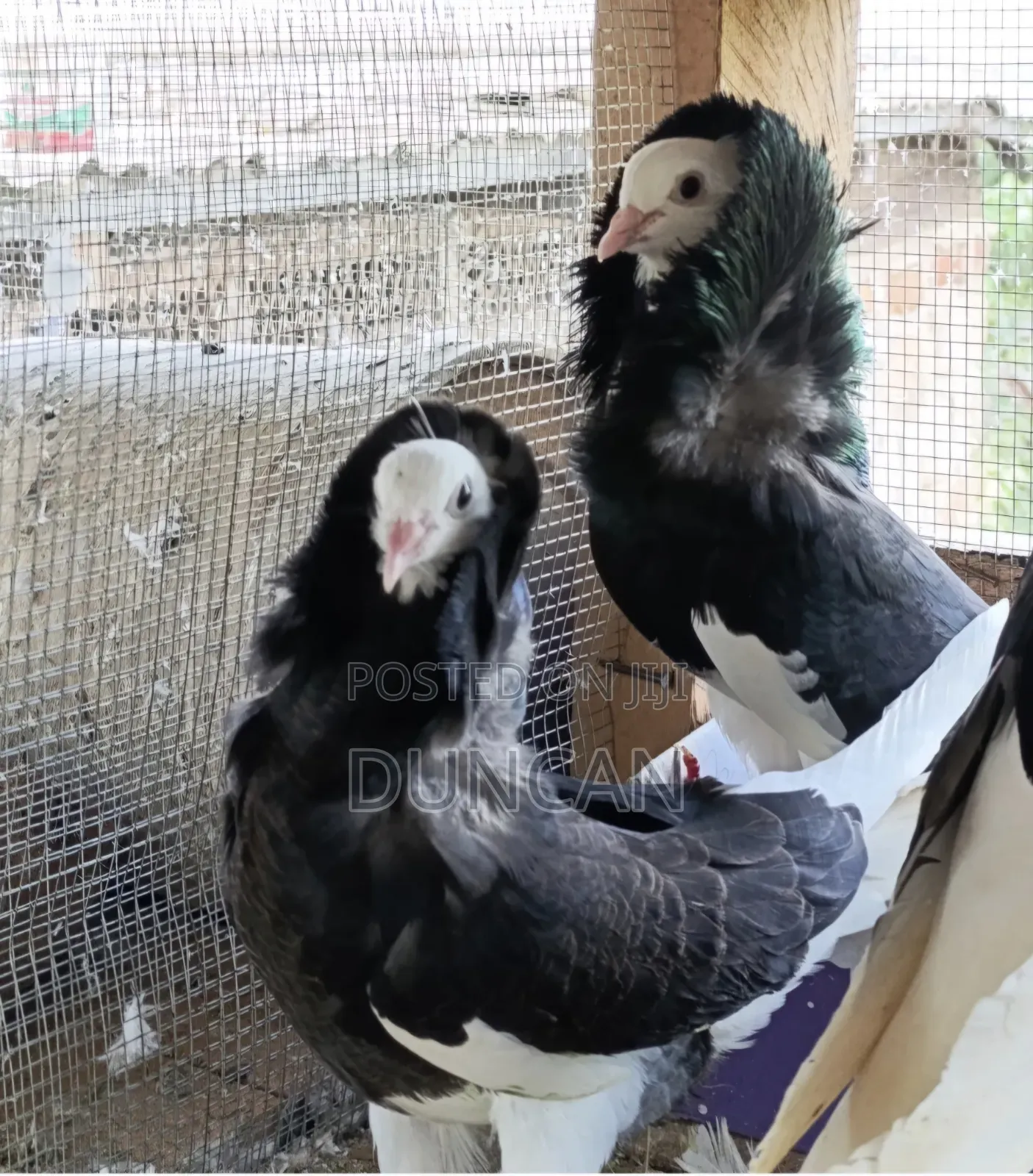 Capuchin Pigeon