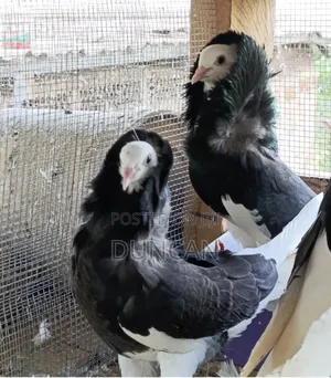 Capuchin Pigeon
