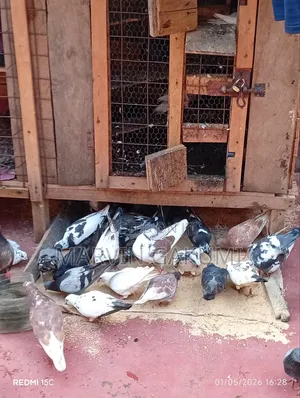 Homing Pigeons
