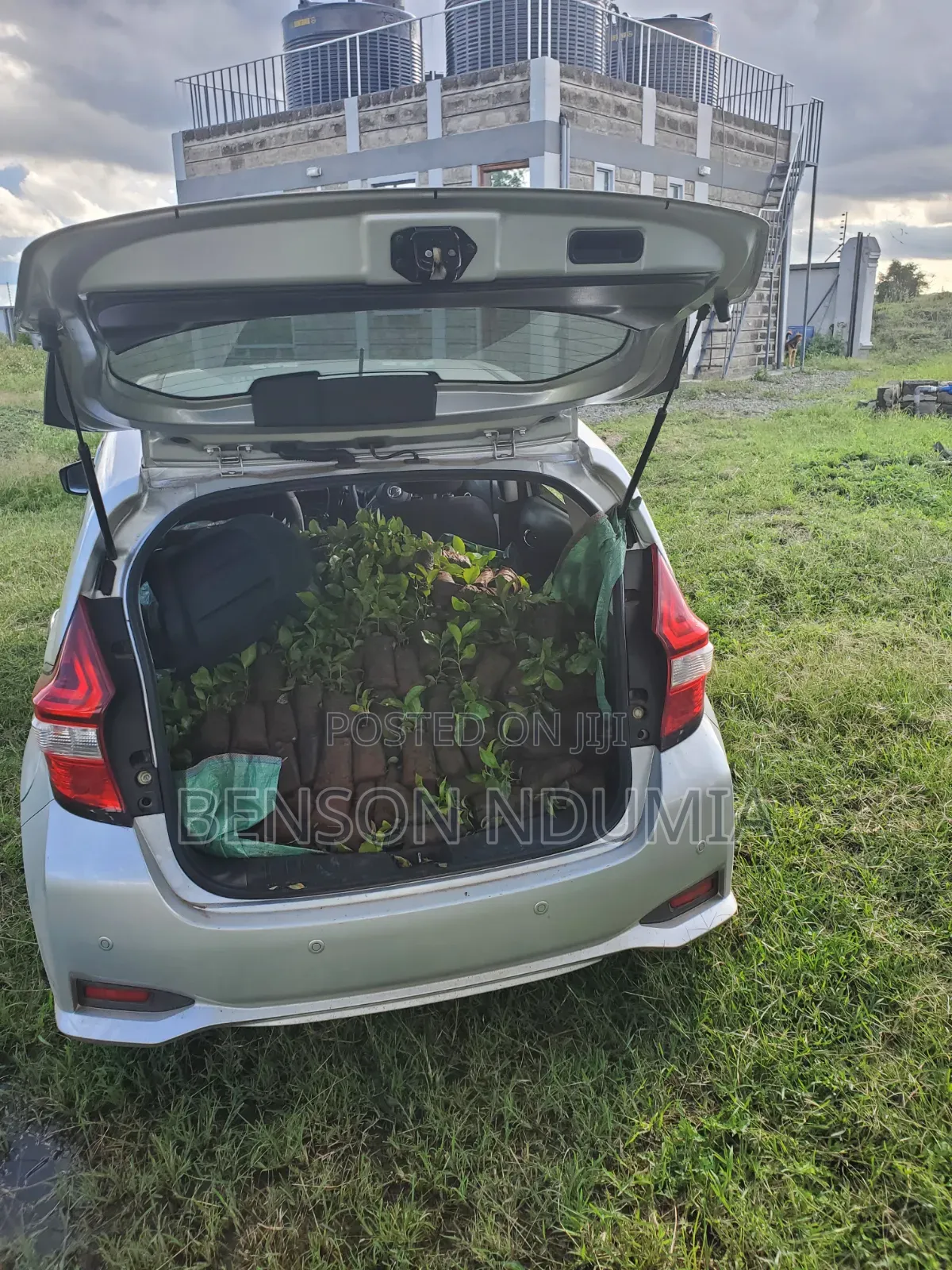 Original Muguka Seedlings for Sale.