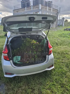 Original Muguka Seedlings for Sale.