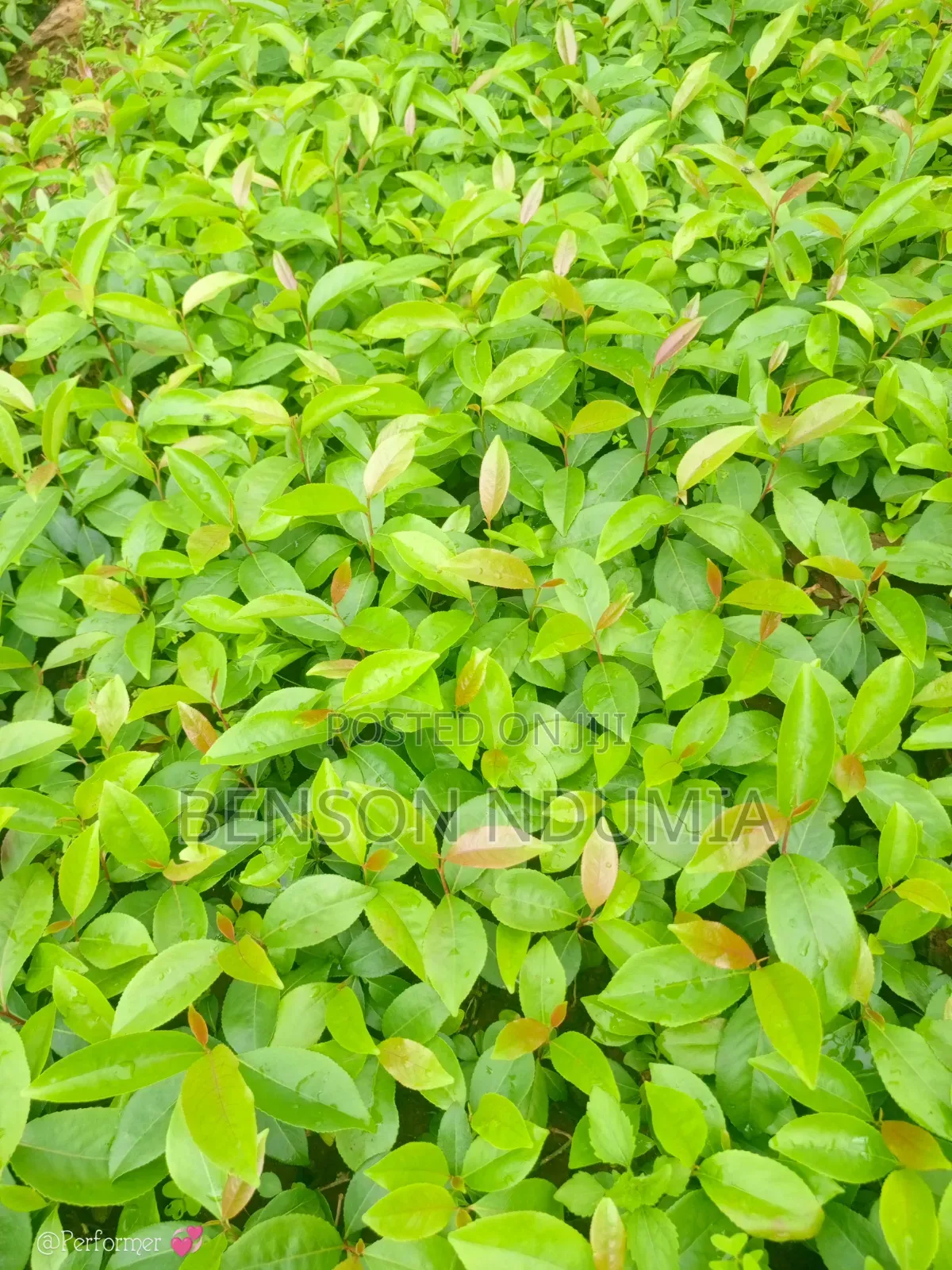 Original Muguka Seedlings for Sale.