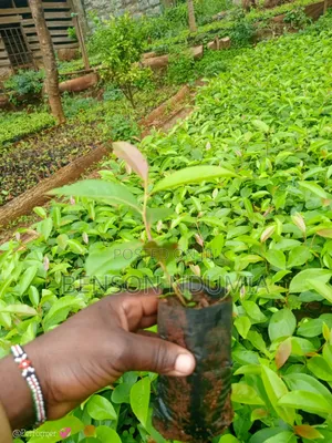 Original Muguka Seedlings for Sale.
